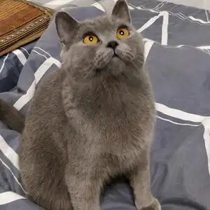 中华田园蓝猫兜兜的主页 - 抖音