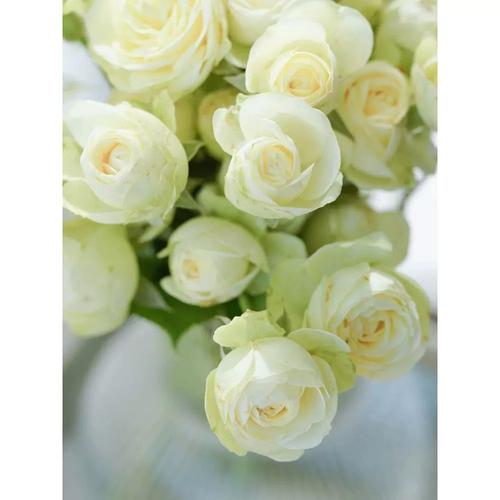 奶油龙沙月季花大苗盆栽阳台庭院四季开花卉奶油绿色小花多头群开