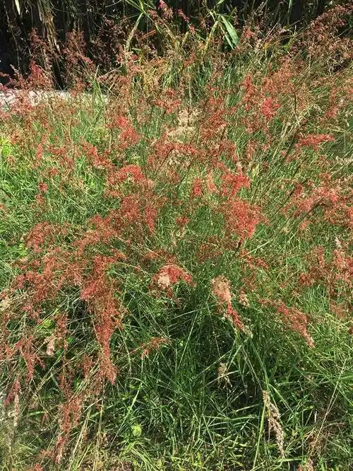 扫墓节,这20种常见坟头草你都认识吗?不少含剧毒,千万别让孩子碰!