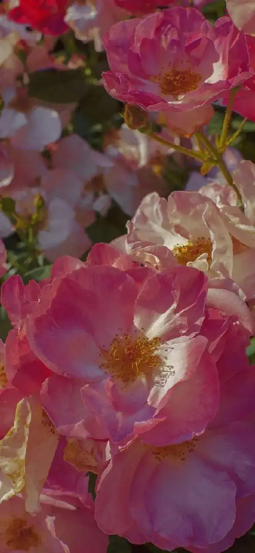 鲜花手机壁纸图片大全