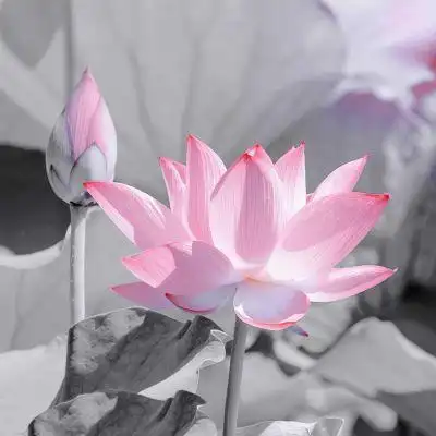 荷花头像/抖音/气质女孩专属_微信头像_我要个性网