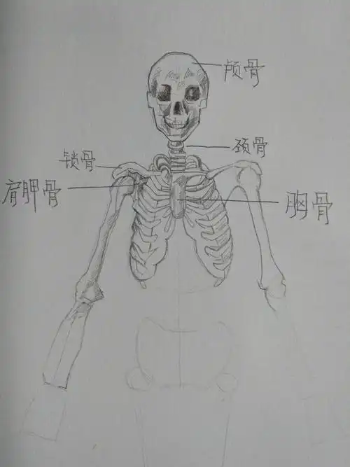 素描人物基础练习二:人体骨骼结构