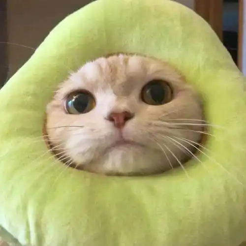 治愈萌宠动物头像盛意以江河江河不及你