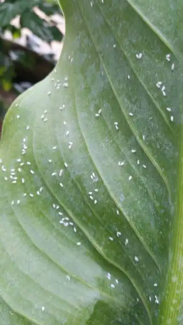 我想问一下我们的大棚里的花的叶子和茄子的叶子上有这种白色的小虫虫