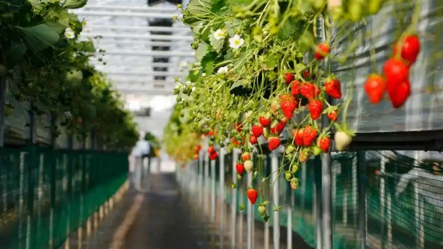 壁纸 花 桌面 1024_576