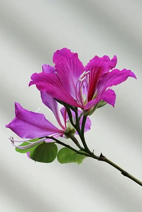 随拍的紫荆树花卉