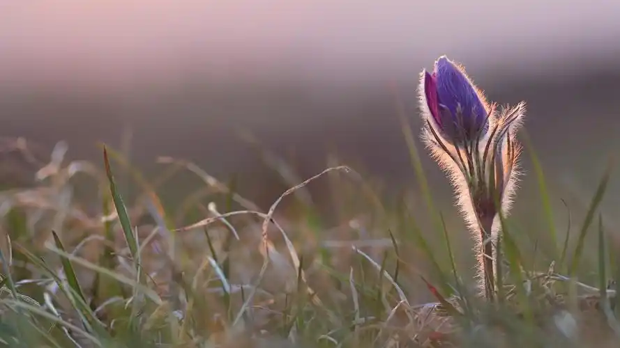 微距下小清新唯美花朵特写