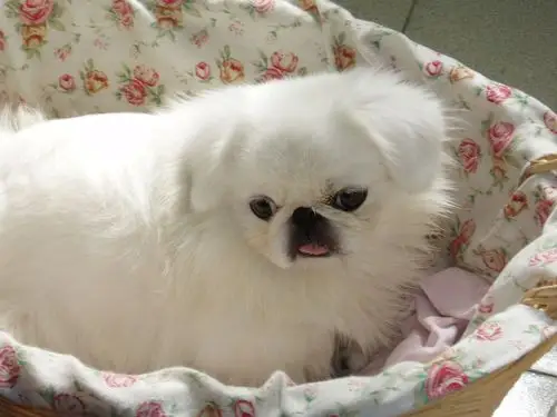 谁家有小京吧,我想养只京巴狗