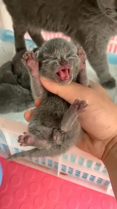 刚出生的小奶猫,这小小的爪子,真是太可爱了
