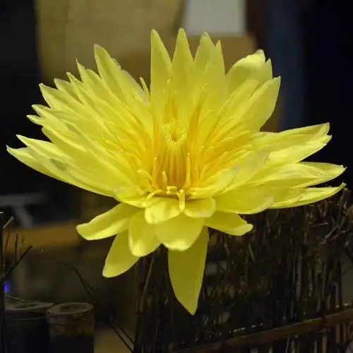 九品香水莲花鲜花插花客厅水培卧室家养生观赏鲜花速递同城