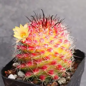 【碧桃群生】碧桃群生品牌,价格 - 阿里巴巴