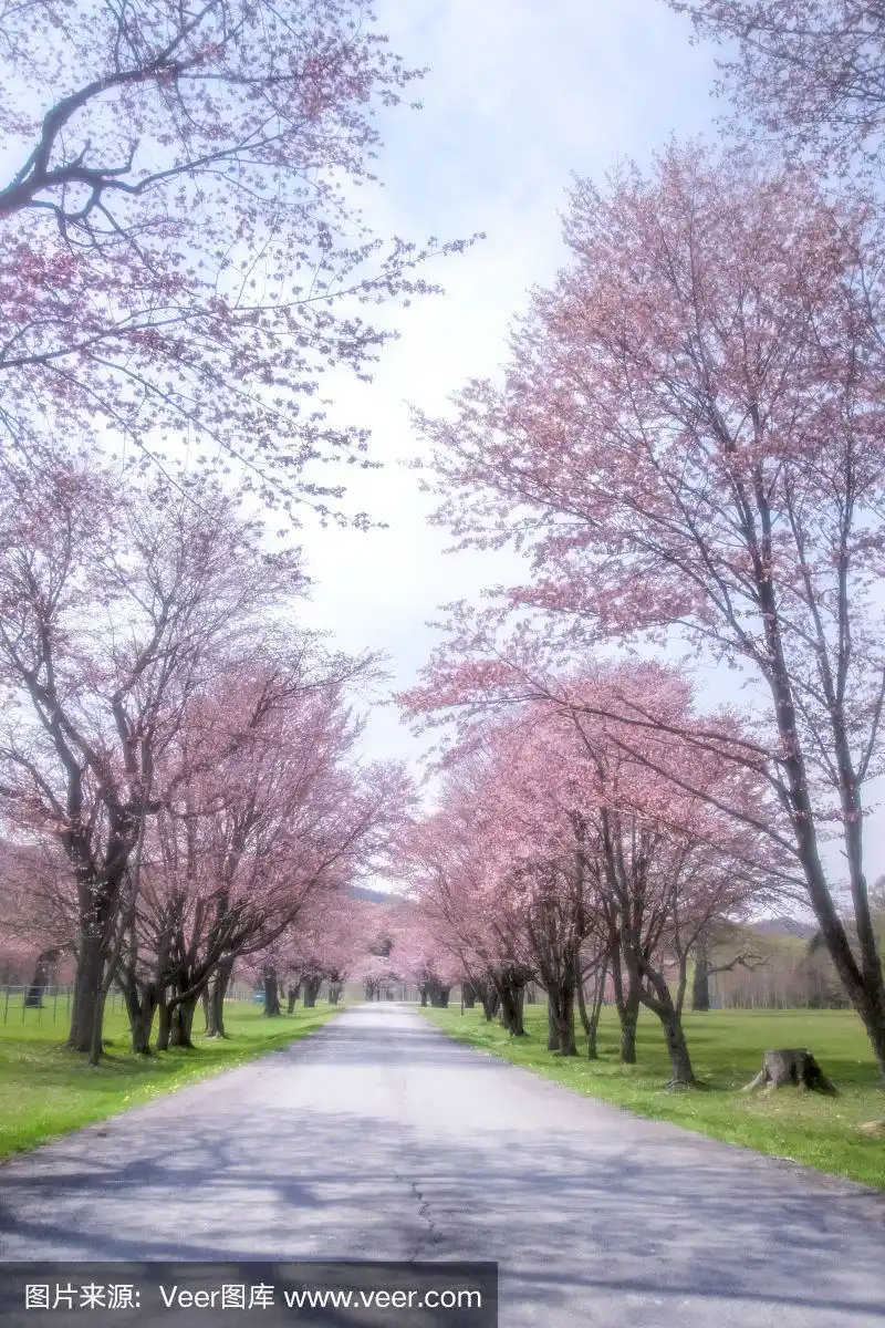 日本北海道的樱花.