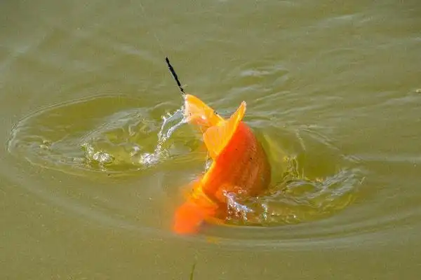 梦见红鲤鱼是什么意思女人梦到红鲤鱼在水里游有什么预兆