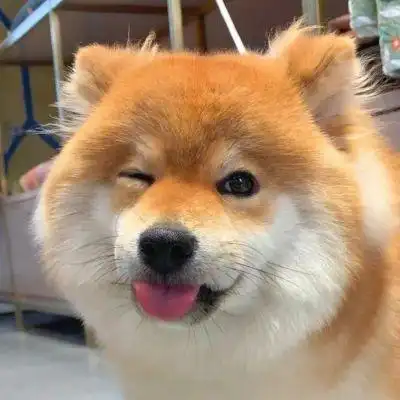 可爱狗狗头像_微信头像_我要个性网