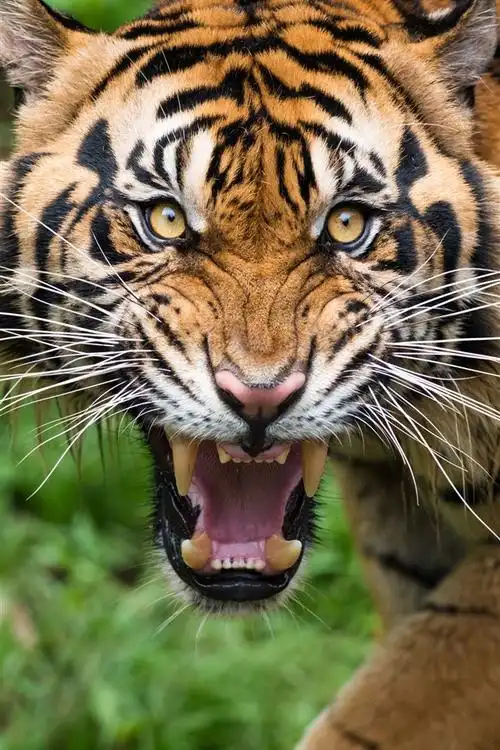 老虎,脸,牙齿,看,野生动物 iphone 壁纸