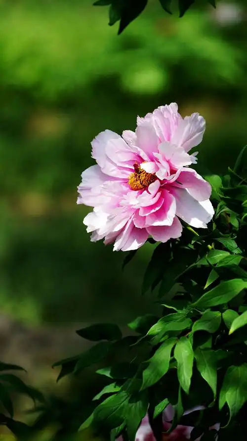 惟有牡丹真国色 花开时节动京城 - 美篇