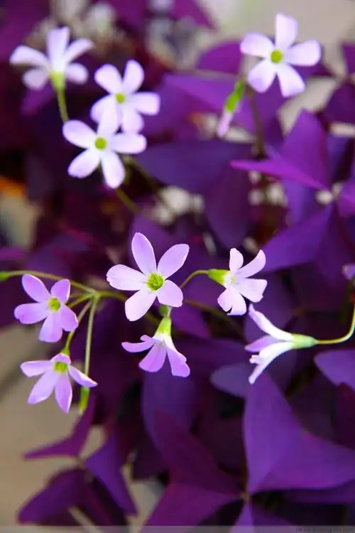 三叶草植物 - 2020年最新商品信息聚合专区 - 百度爱采购