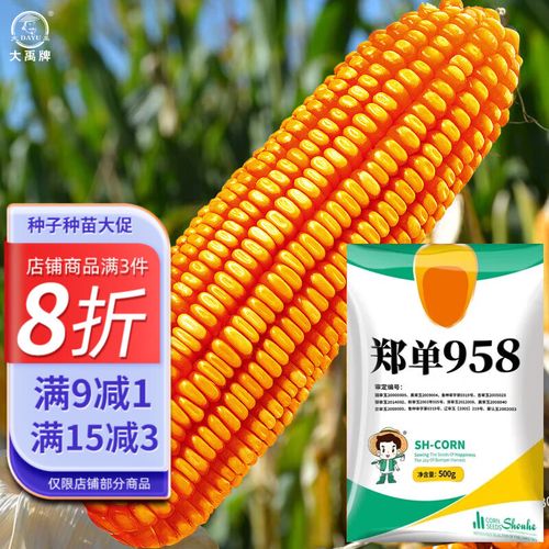 大禹玉米种子矮大棒抗旱抗倒郑丹958杂交包谷籽春播四川种 郑单958