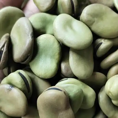 蚕豆种子大粒青皮蚕豆种子