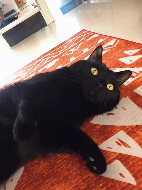 傻呆呆的黑毛孩子