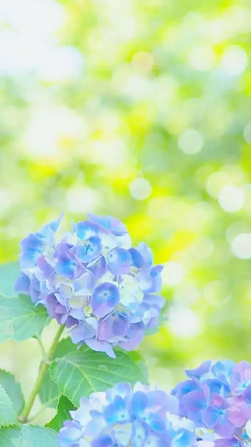 唯美鲜艳的植物花卉手机壁纸