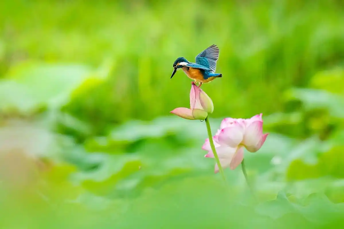 荷塘上空表演的小翠鸟 小翠捉鱼有时直接栽到水里,有时飞到上空 - 抖