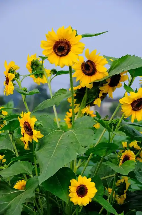 永远的阳光-向日葵(22p)