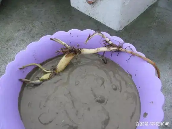 春天种碗莲,简单又好养,鱼缸里爆满花!