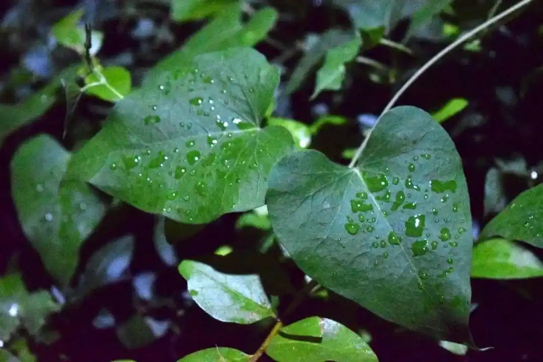 河大秋意长,风吹花草香