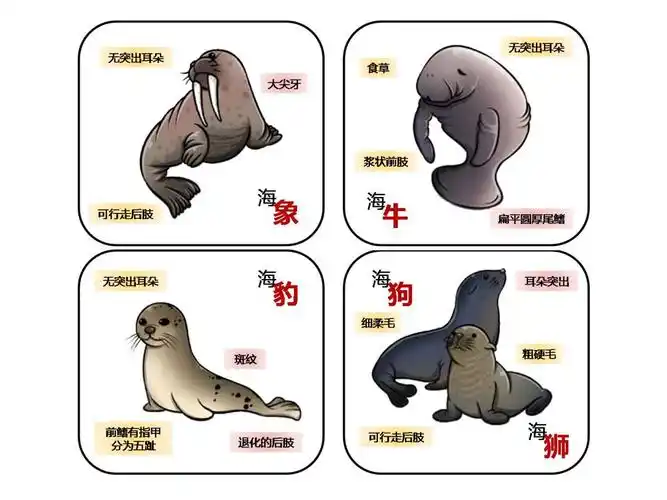 开学季这个知识点你必须get海洋好学生上课了海豹海狮海狗到底谁是谁