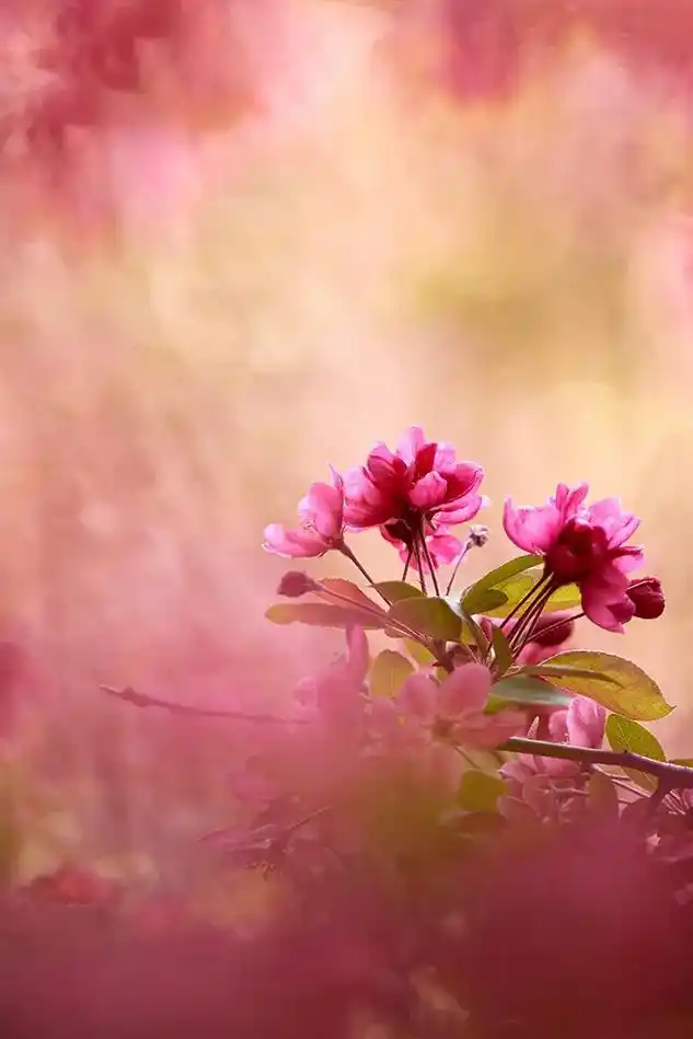 海棠花#画意摄影 #视觉艺术 #视觉冲击 #唯美意境 #春天 - 抖音