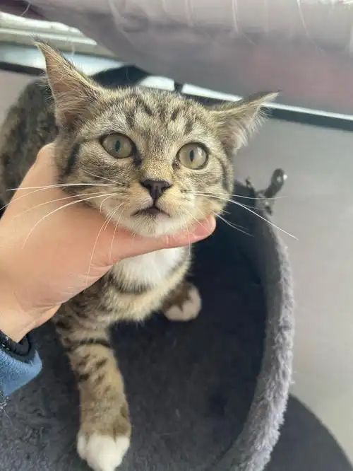 有偿领养一只英短田园串小妹妹