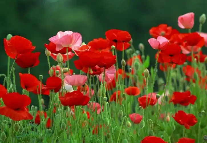 罂粟花——死亡与爱