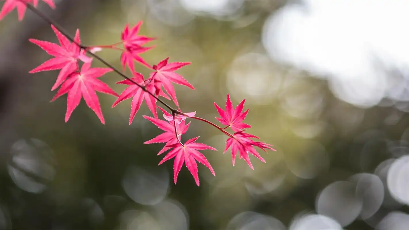 枫叶,秋天,唯美,2k,花卉,植物枫叶是秋的记忆 壁纸图片
