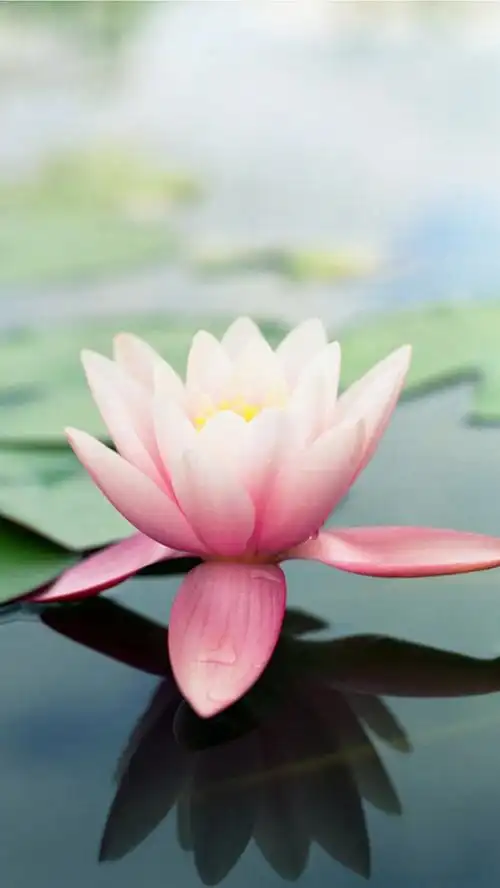 苹果手机专用壁纸锁屏(最适合iphone 的经典简约系壁纸,全是情怀)