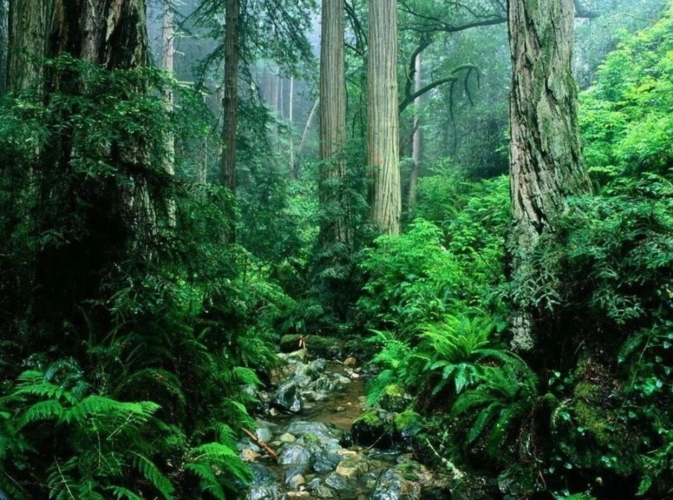 中国境内现有哪些未被开发的原始森林