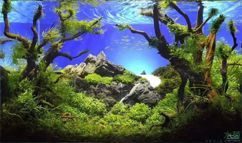 72个精美绝伦的鱼缸造景,你见过几个?