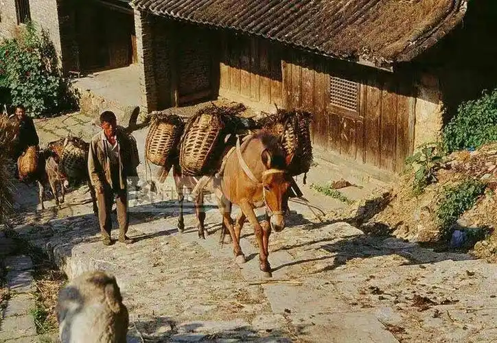 阳春三月逛走马!