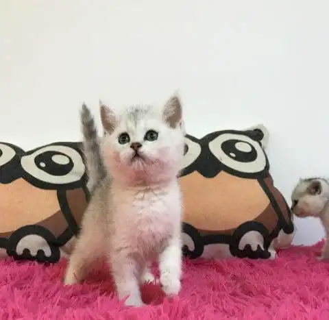 (出售)卡哇伊,杭州本地繁殖波斯猫 蓝猫 渐层蓝白包健康
