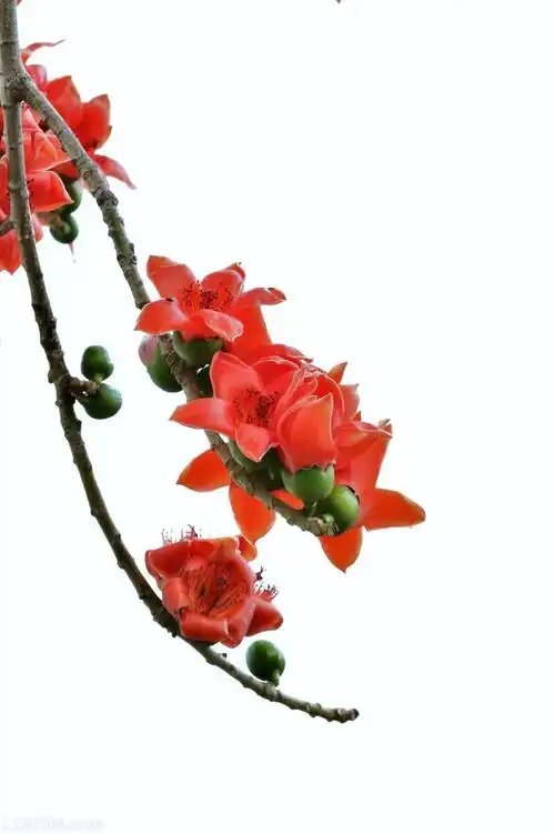 罗定的木棉花除了看还能干什么