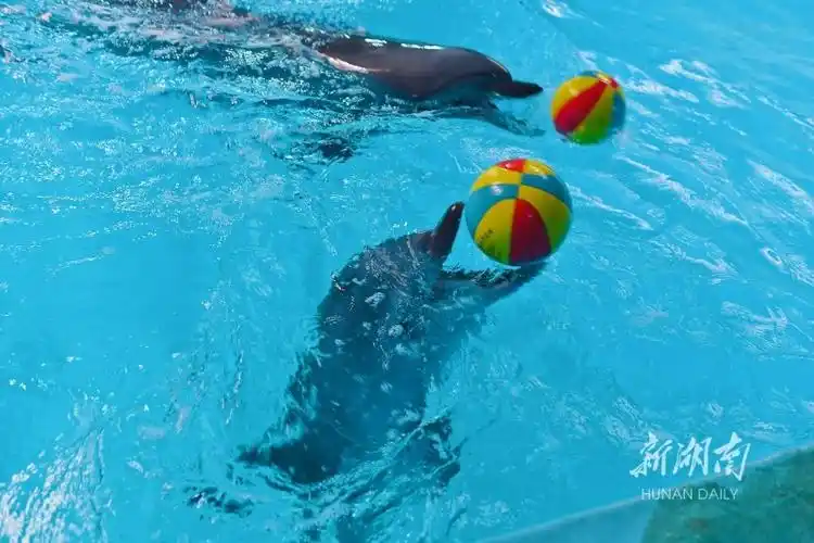 当天,长沙海底世界第4例在人工饲养环境下成功繁育的小海豚迎来1周岁