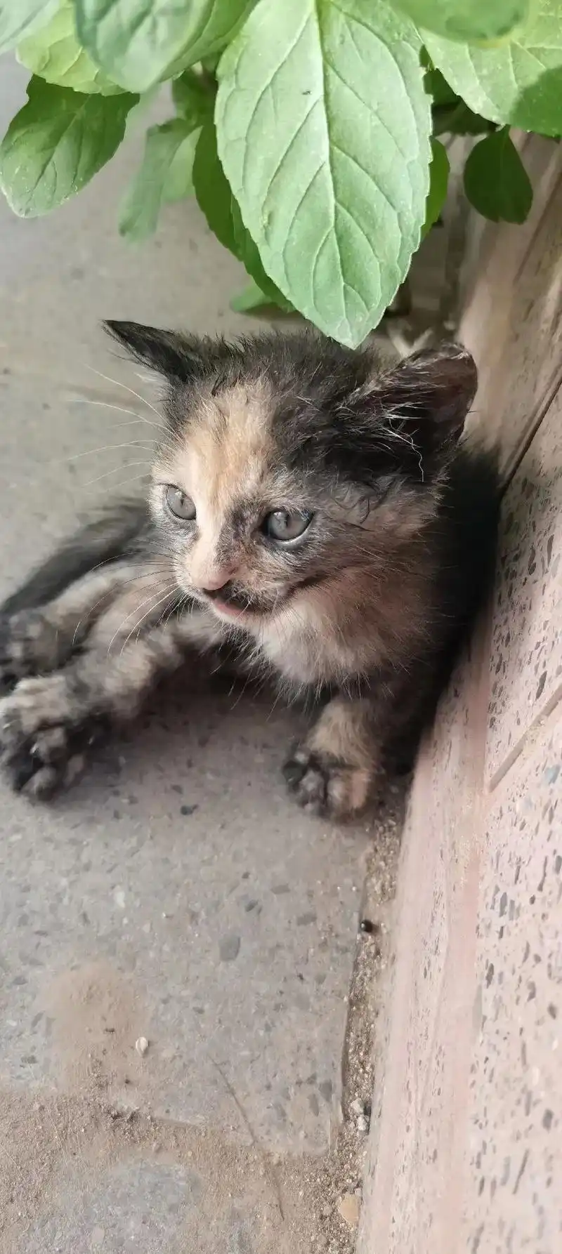 31捡猫日记.94今天在家里突然听到有小狗还是小猫的叫声 - 抖音