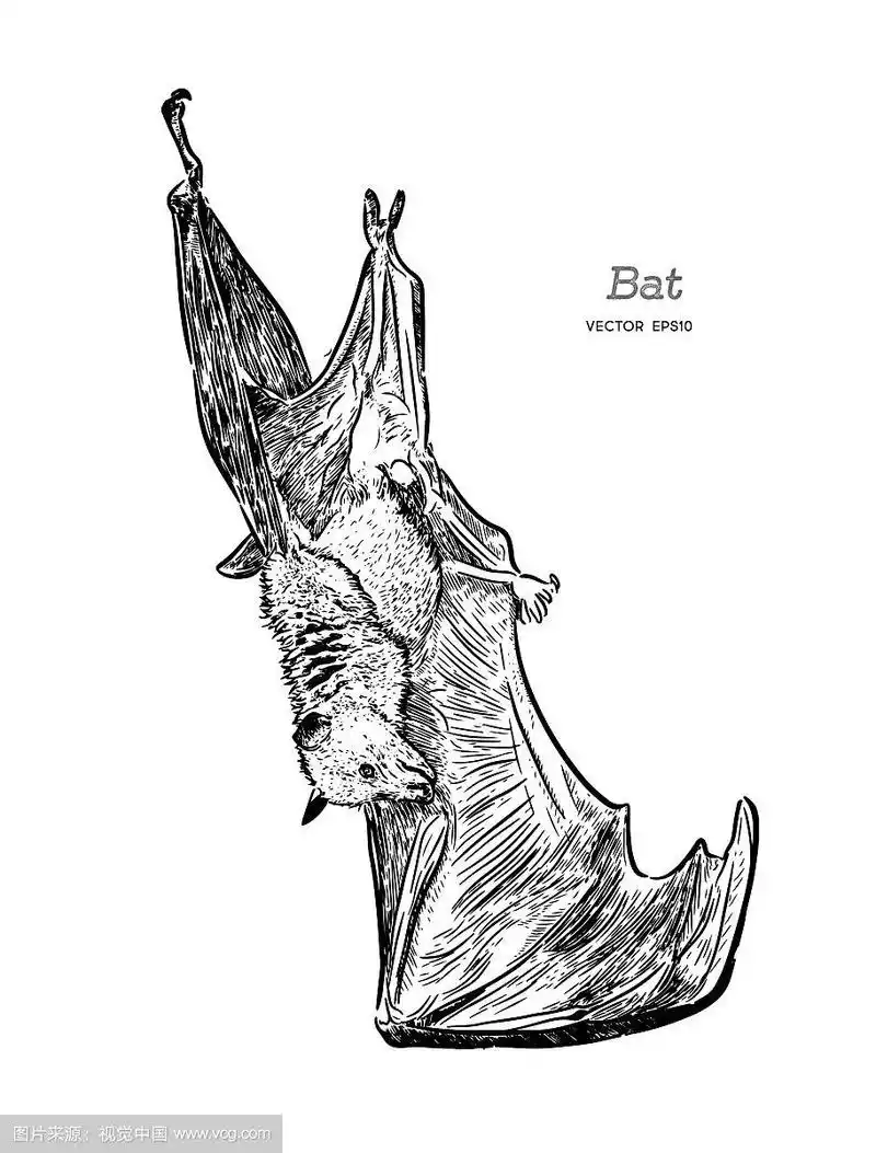 蝙蝠素描版画水墨线条艺术