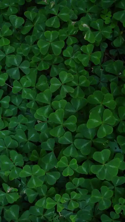 清新护眼绿色植物图片手机壁纸