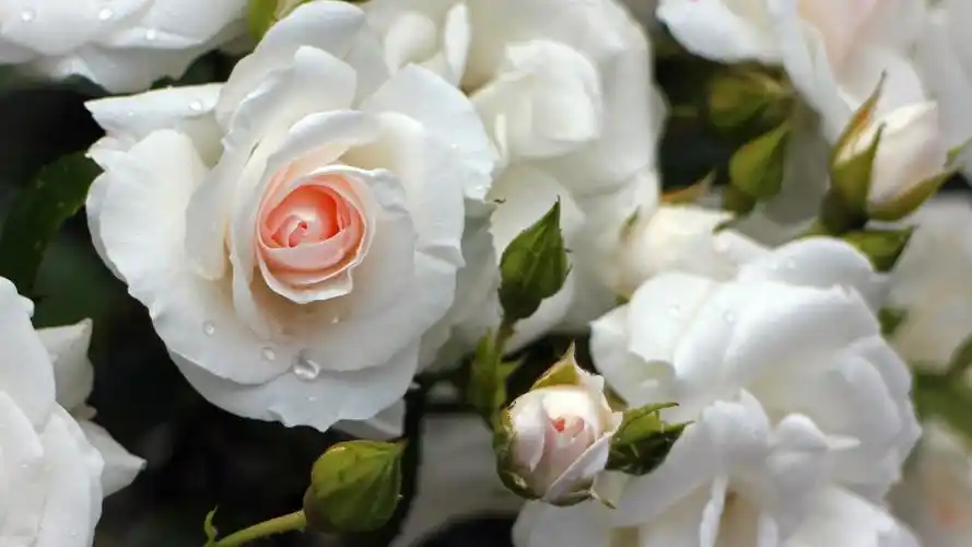 精致唯美玫瑰花图片桌面壁纸