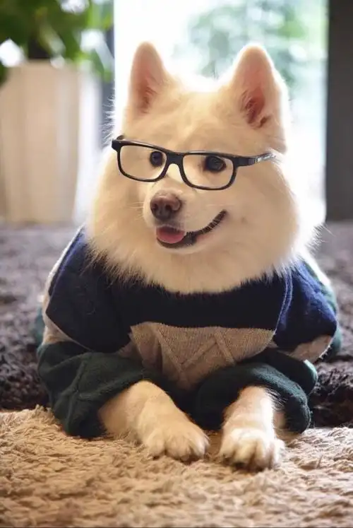 这些萌萌哒的小动物太可爱了可爱又萌的小动物