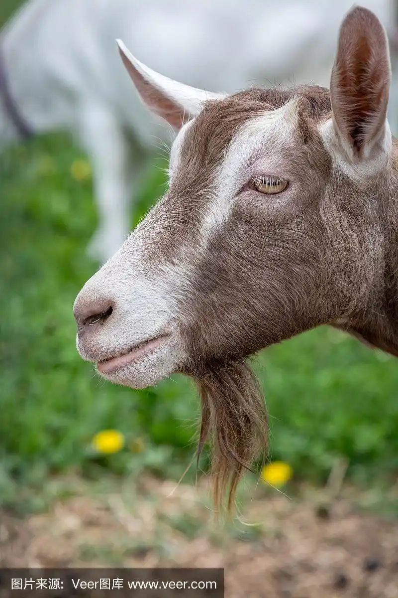 棕色和白色滑稽的山羊胡子.