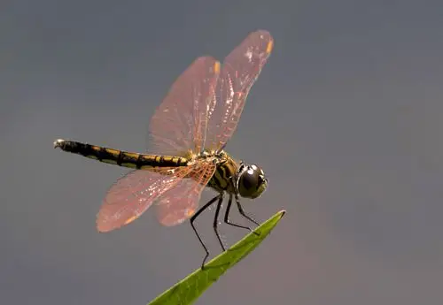 挥舞翅膀的精灵-小蜻蜓