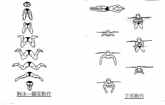 蛙泳练到什么程度可以练习自由泳?