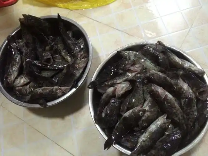 1 小时前  最佳答案 应该是黑鲪鱼 炖汤,酱焖,红烧都很好吃的 详见